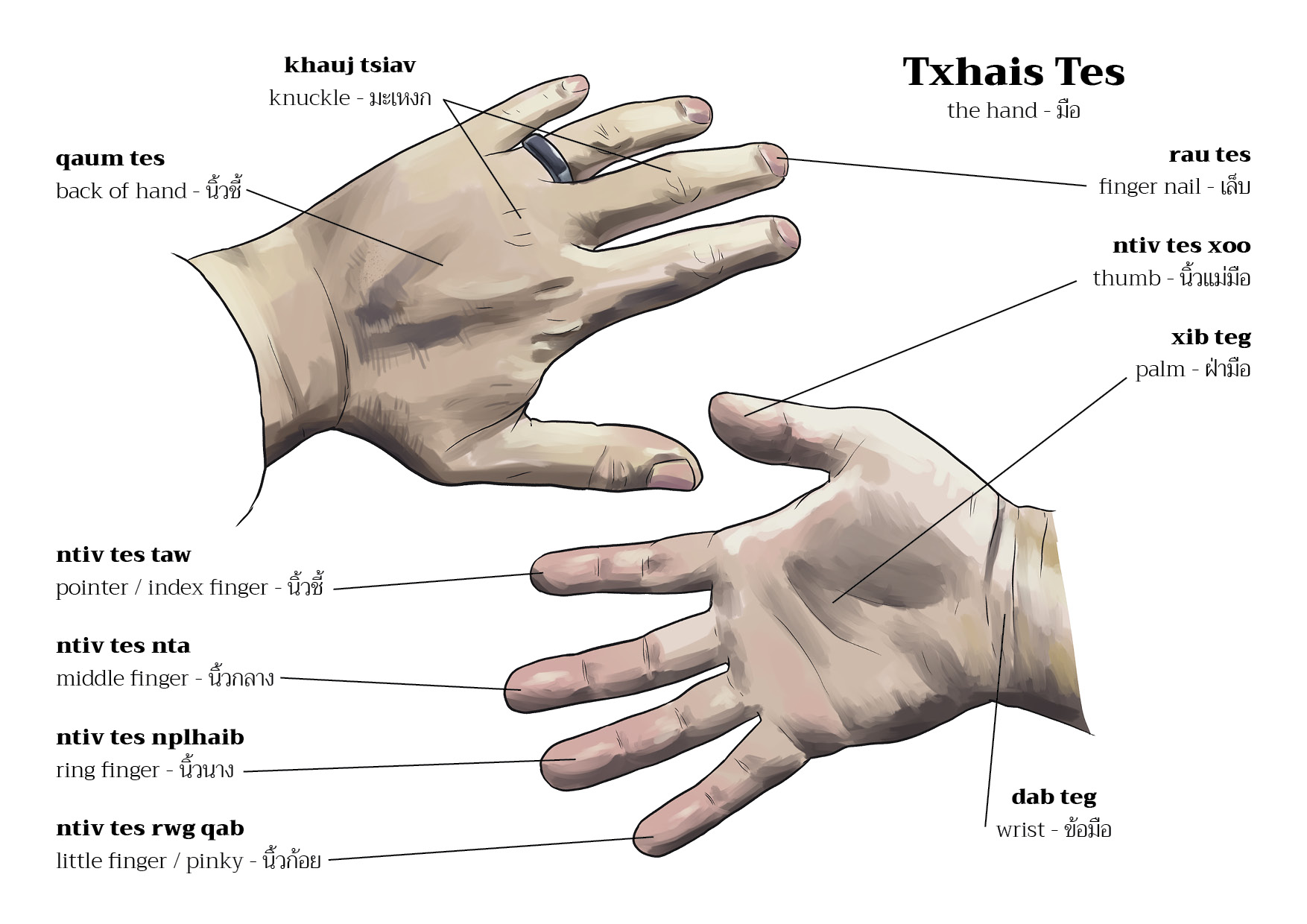 vocabulary Archives Study Hmong