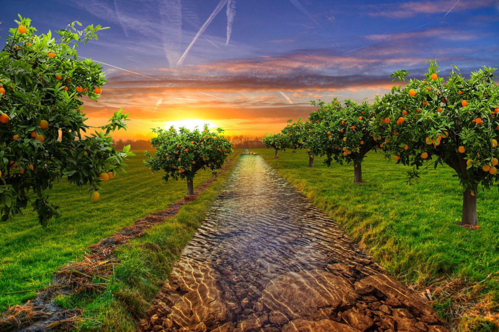 The Righteous and the Wicked Fruit Trees and Chaff Psalm 1 Prayer