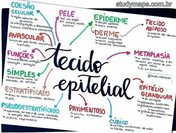 Mapa Mental Sobre Tecido Epitelial Study Maps