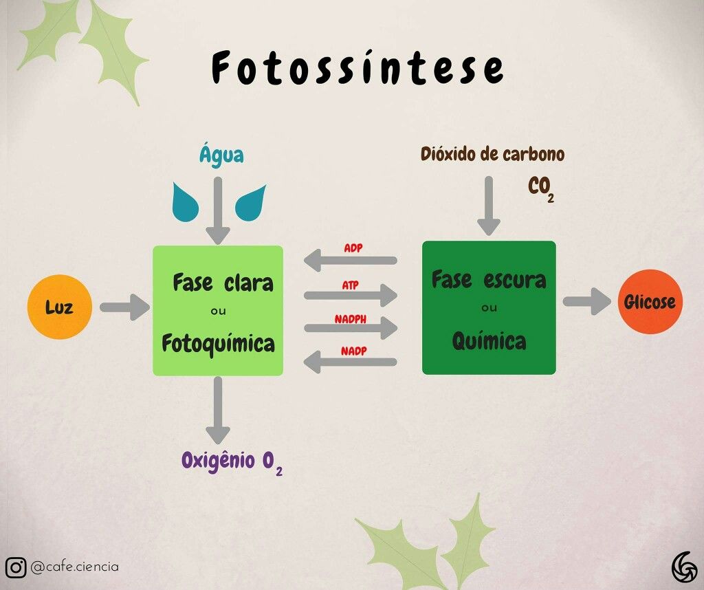 MAPA MENTAL SOBRE FOTOSSÍNTESE STUDY MAPS