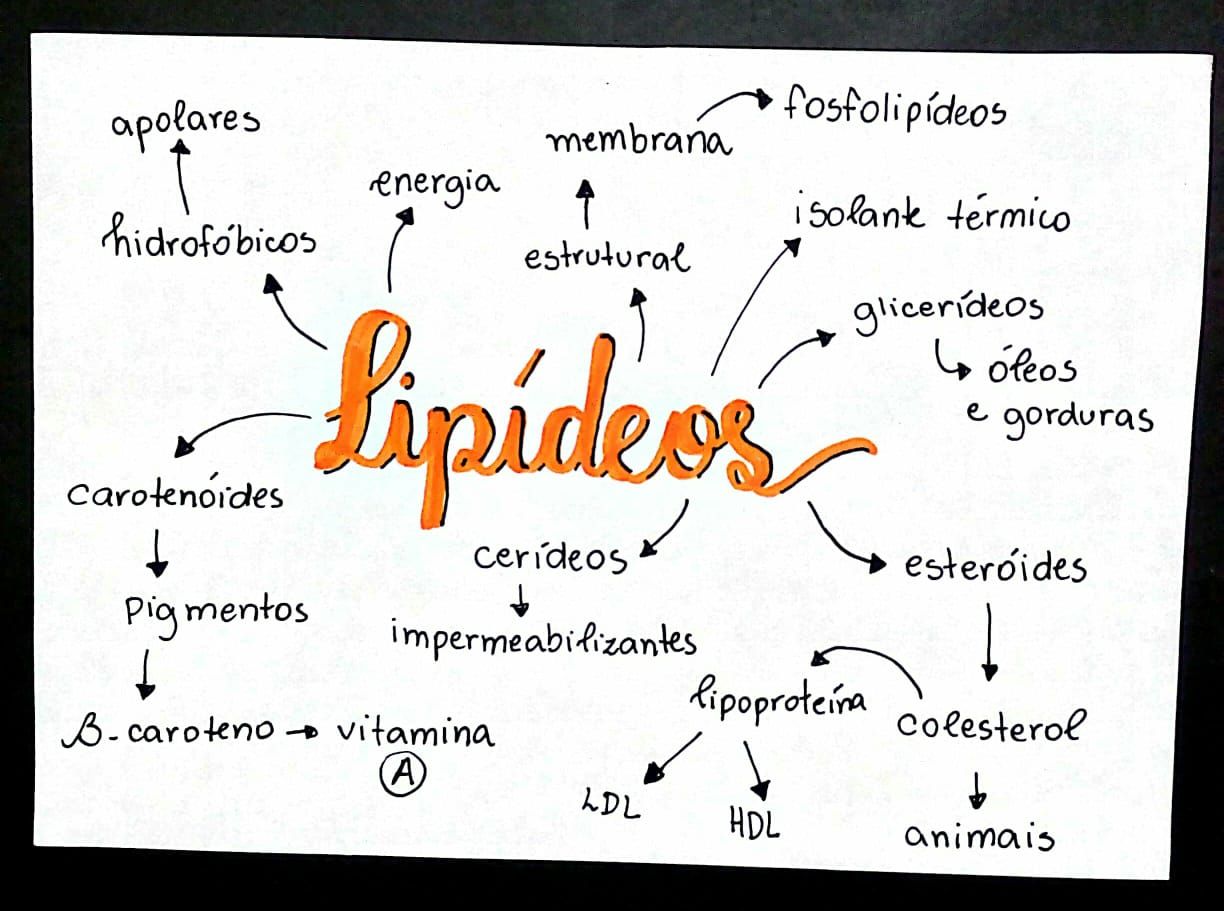 MAPA MENTAL SOBRE LIPÍDIOS STUDY MAPS