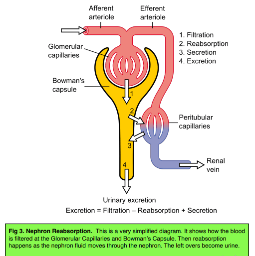 Urea Excretory System