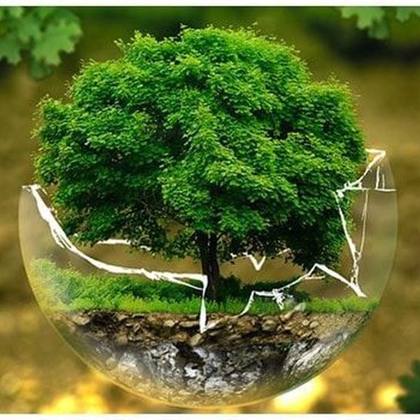 Free Ecology Essay Examples and Topic Ideas