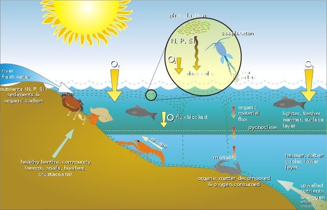 10 Important Uses of Oxygen ( In the Body, Medicine and Daily Life)