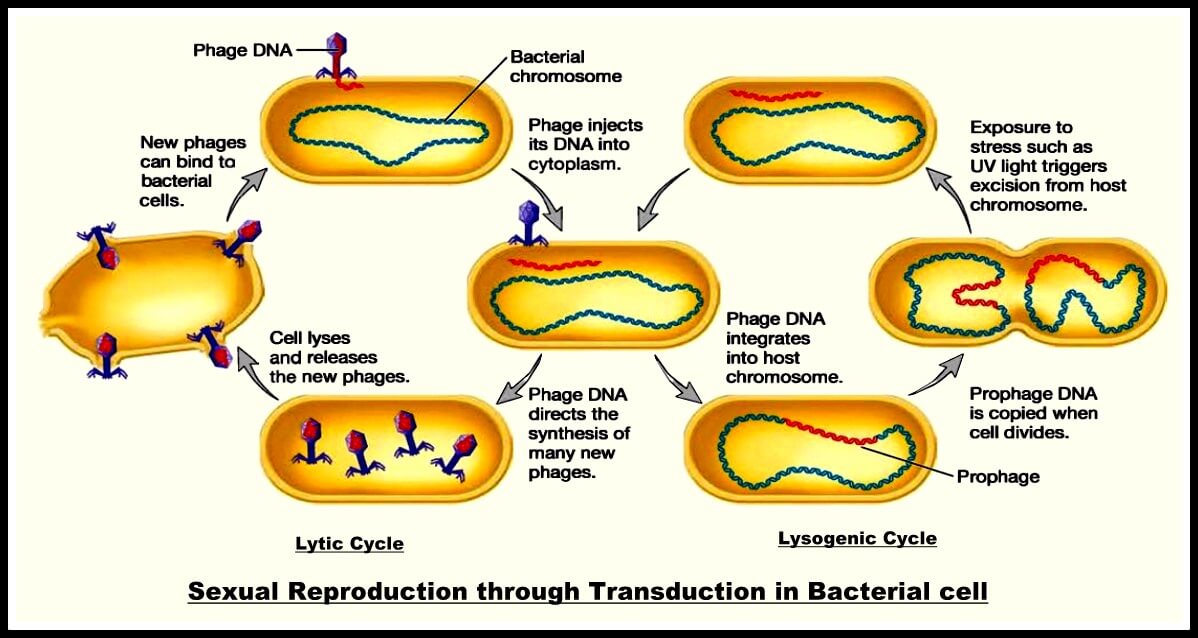 Reproduction in Bacteria Asexual & Sexual Modes Study Wrap