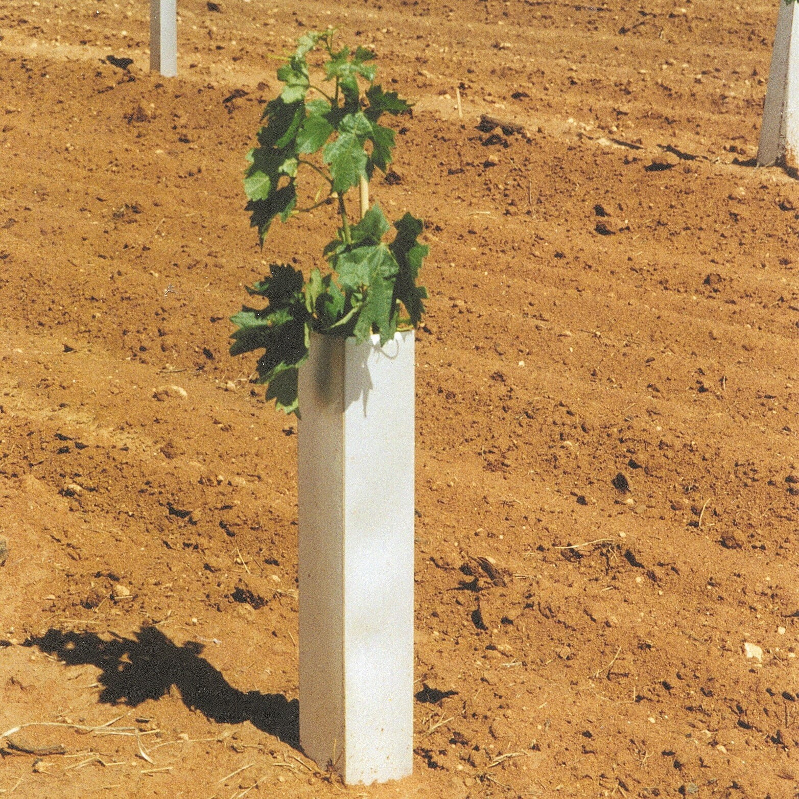 Tree and Vine Wraps ZW318 Stuewe & Sons