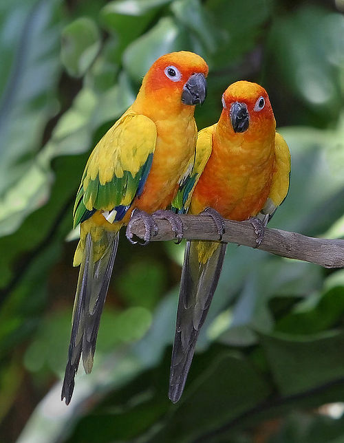 Facts and Information About the Sun Conure Does it make a good pet?
