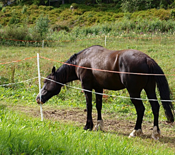 How to Install Electric Portable Horse Fencing