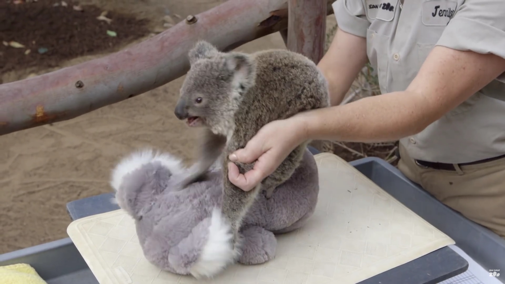 Here's how a stuffed koala helps to weigh a real one