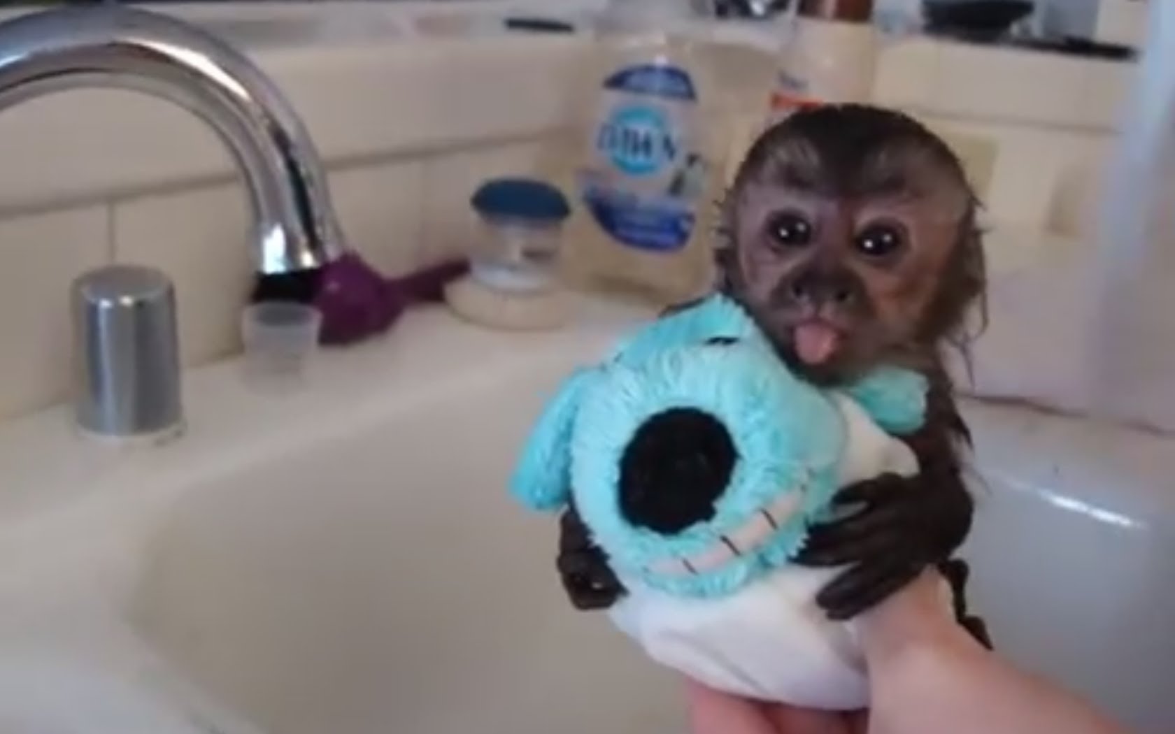 Cute Animals Taking Baths