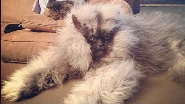 25 Cats That Have The Most Unique Fur Patterns In The World