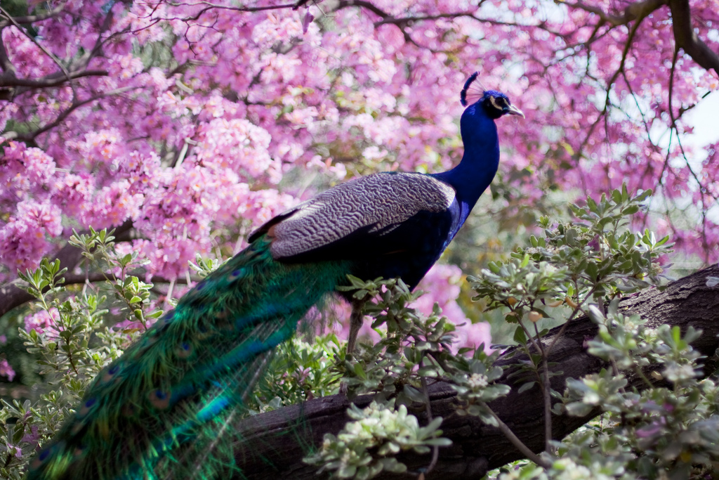 Pretty Peacocks and Plants LA County Arboretum — Stuff in LA