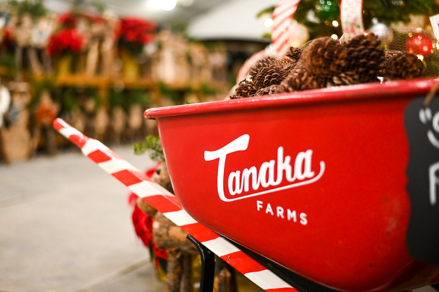 Hikari Festival of Christmas and Holiday Lights at Tanaka Farms