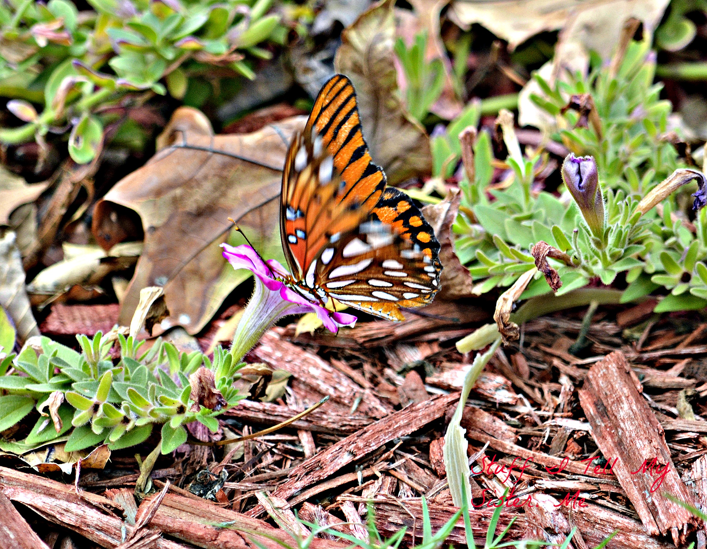 Bullfrogs and Butterflies stuff i tell my sister