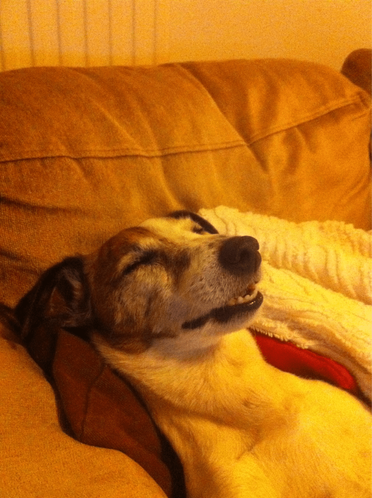 stoned dog STUFF STONERS LIKE