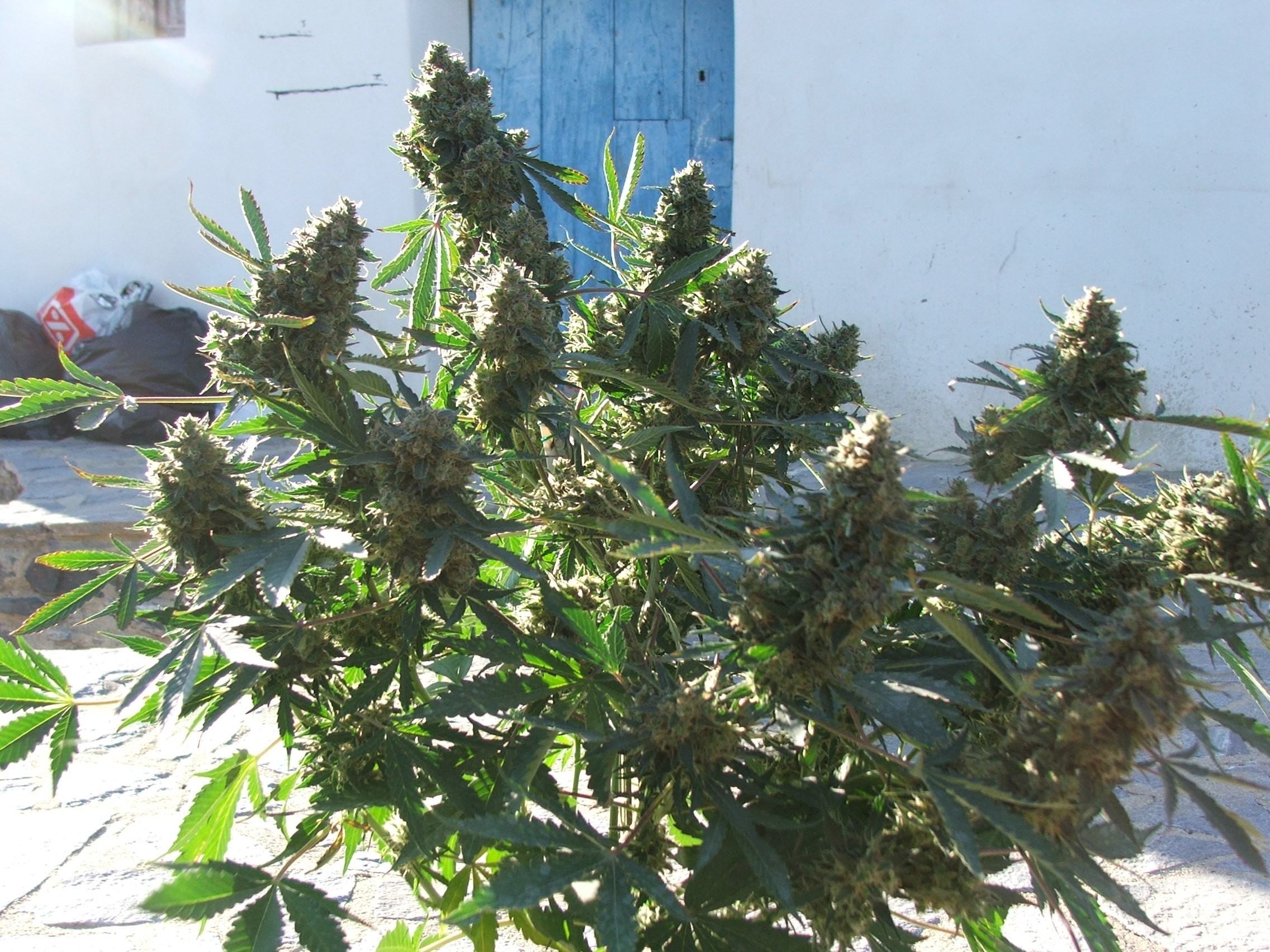 7 Disadvantages to Autoflowering Seeds