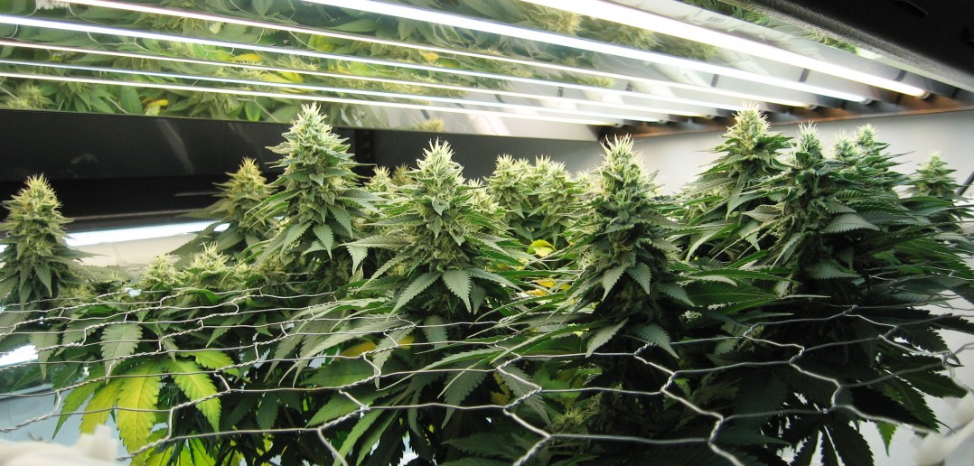 SCROG aka Sea of Green Growing Explained