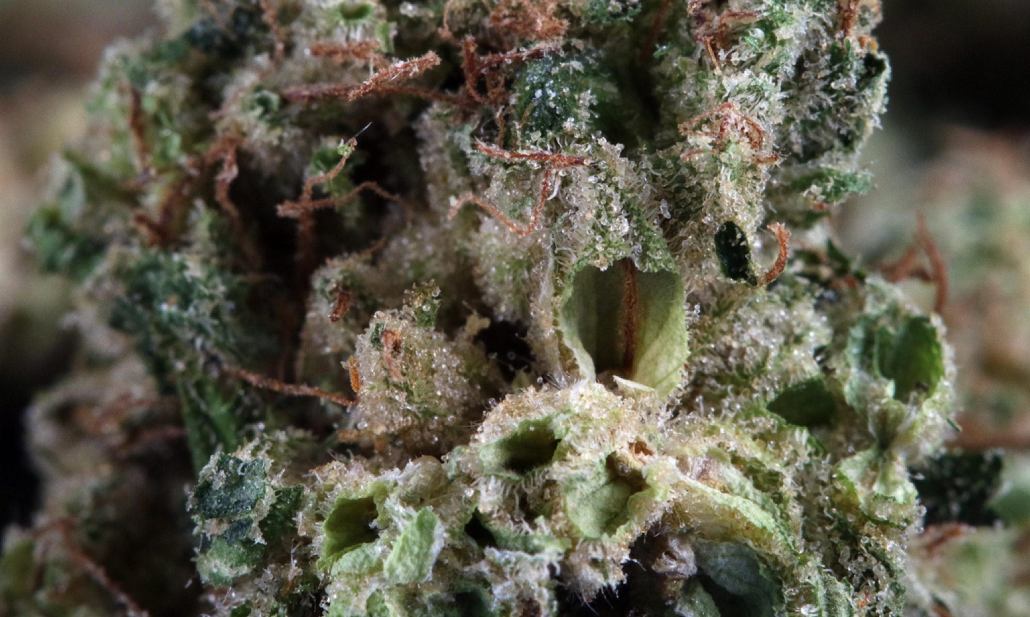 Dog Walker Marijuana Strain Review