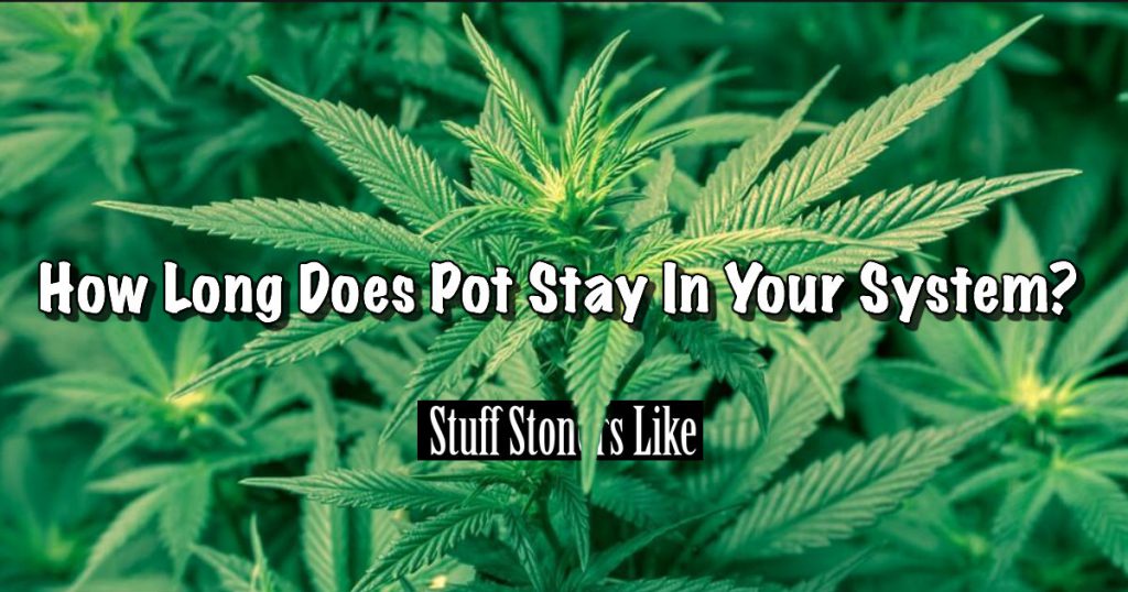 how long does pot stay in your system FB STUFF STONERS LIKE
