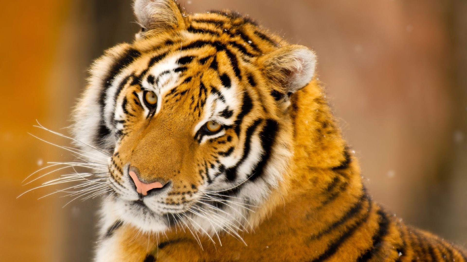 Awesome Royal Filled HD Tiger Wallpapers [Hand Picked] Stugon