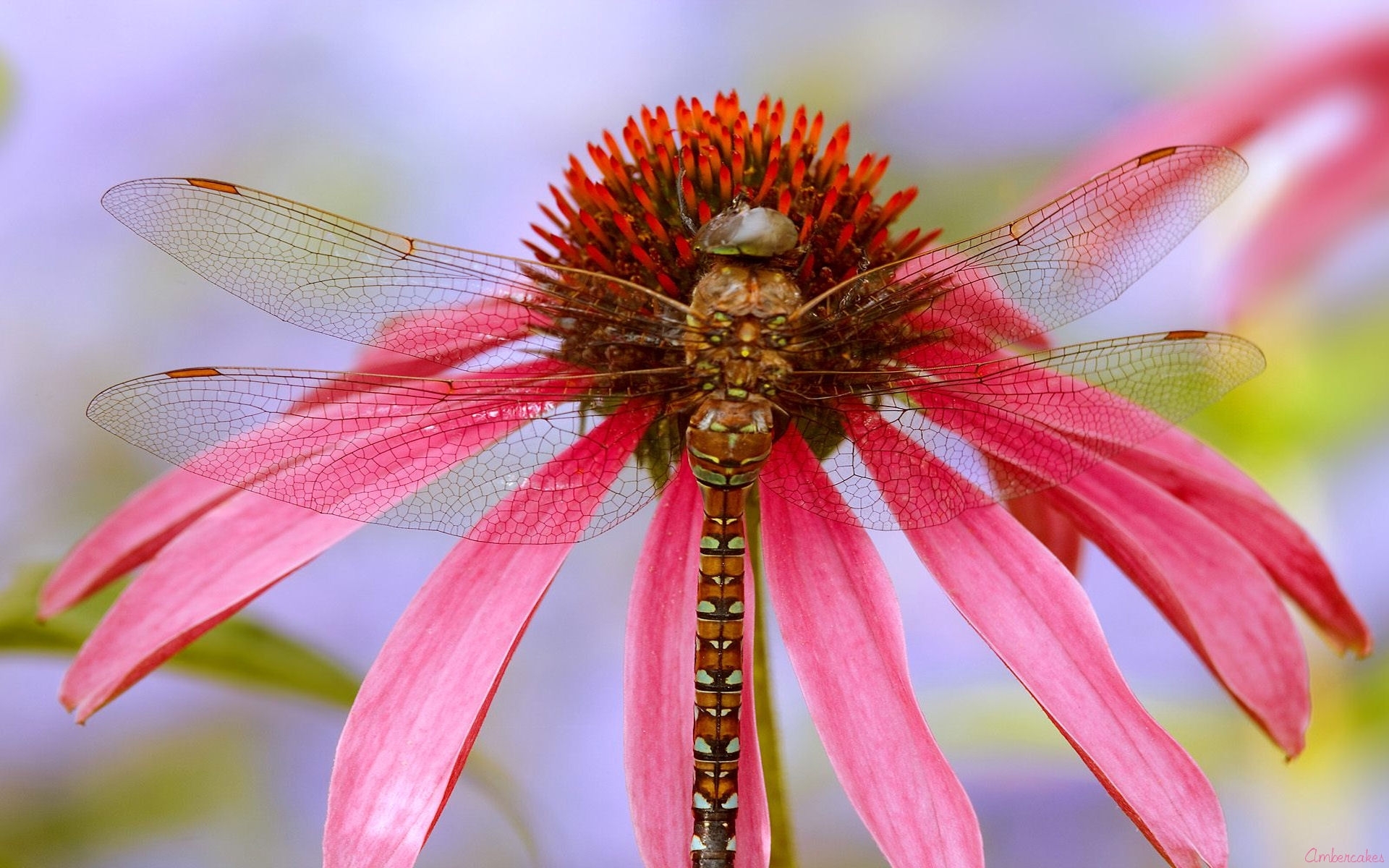 Awesome and Stunning Dragonflies Wallpaper Collection