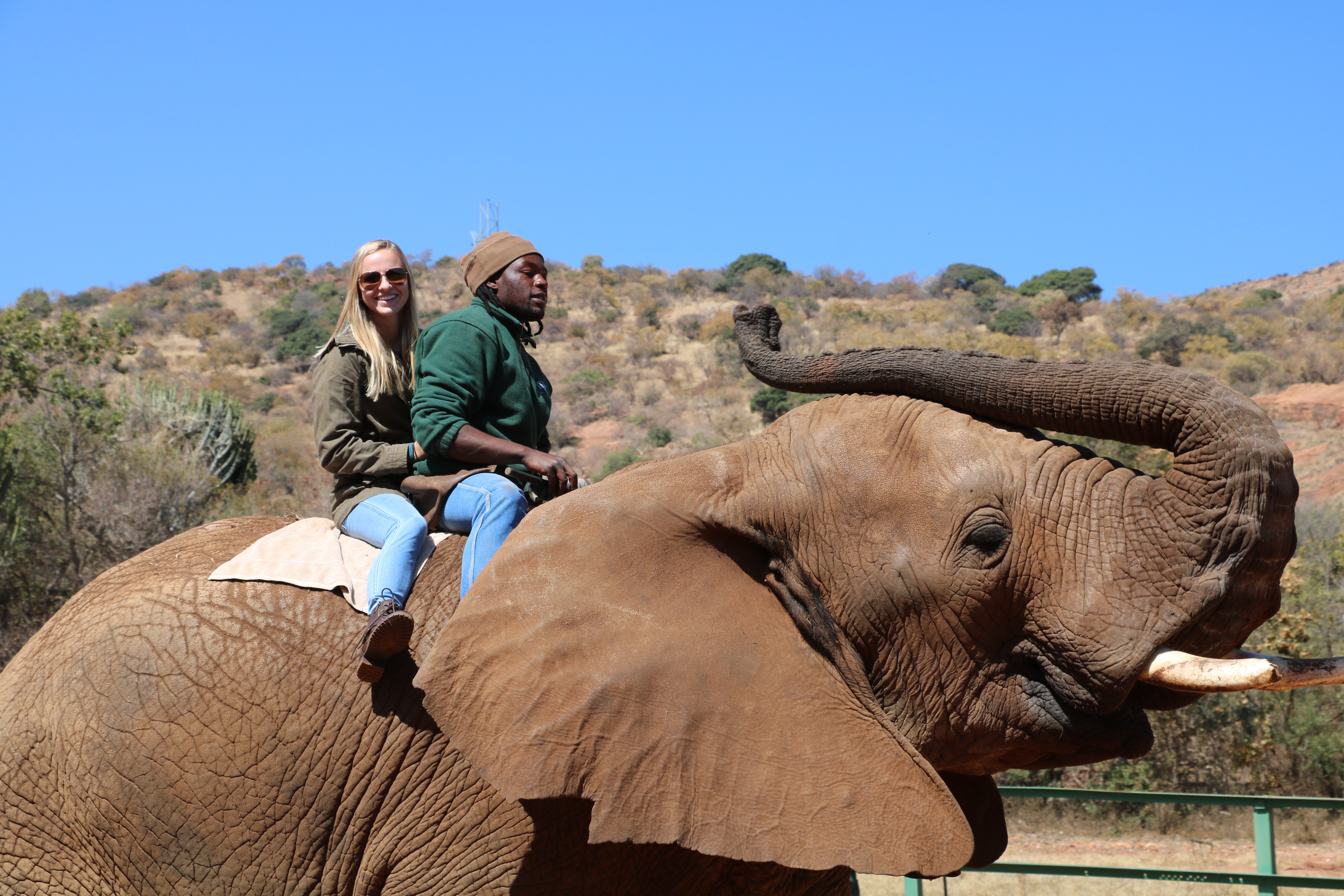 A Visit to the Elephant Sanctuary Hartbeespoort Dam Stumbling upon