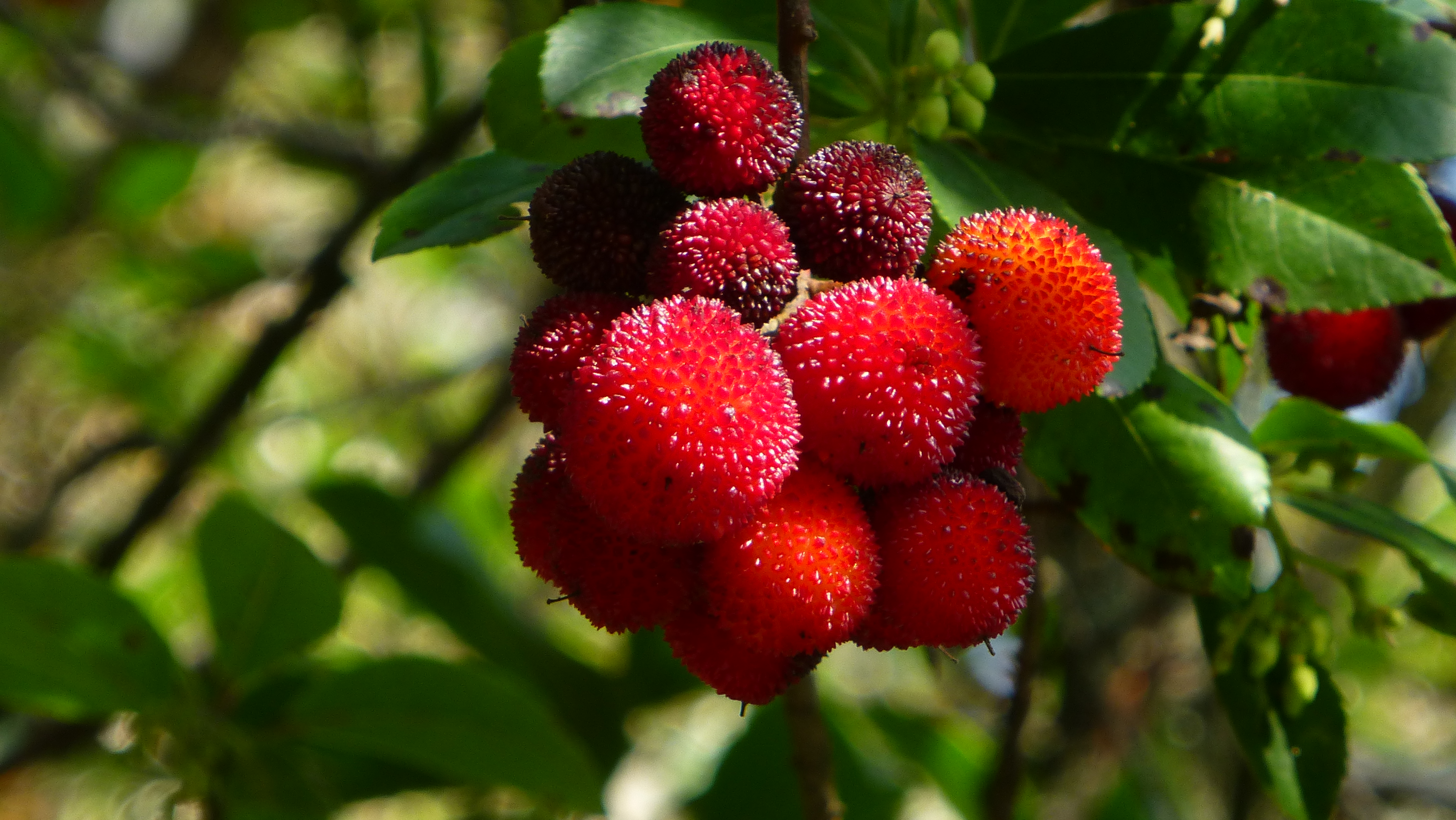 Arbutus berries Stu's photos