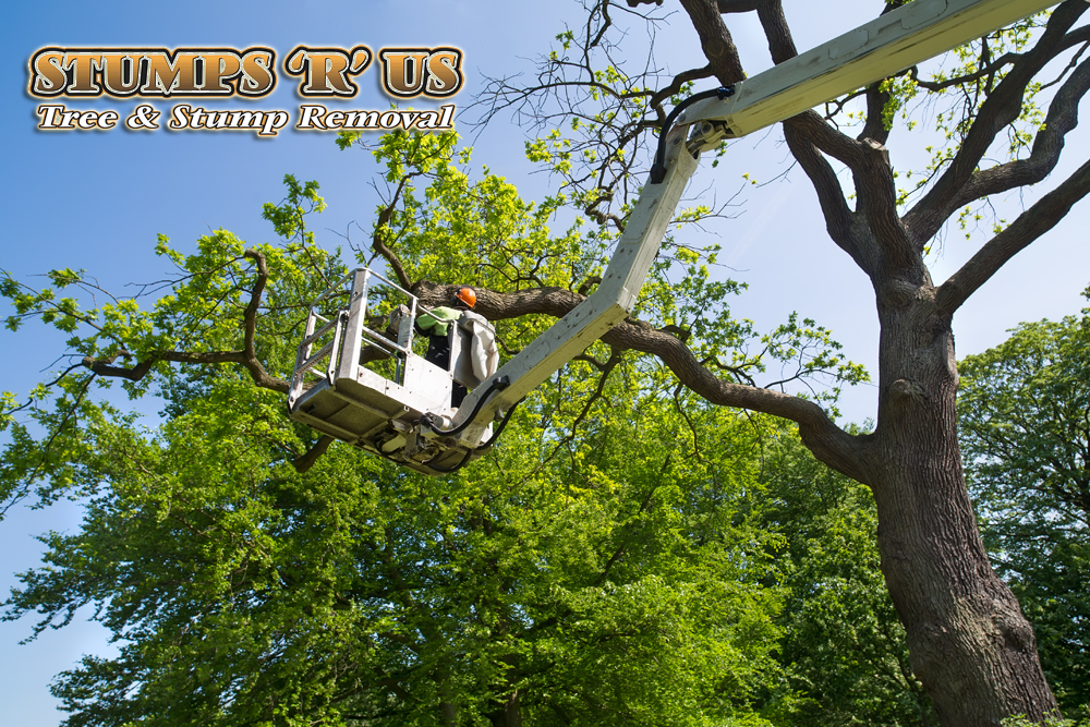 Top 8 Questions to ask any Tree Care Service Company Stumps 'R' Us