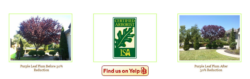 Why Hire a Certified Arborist?