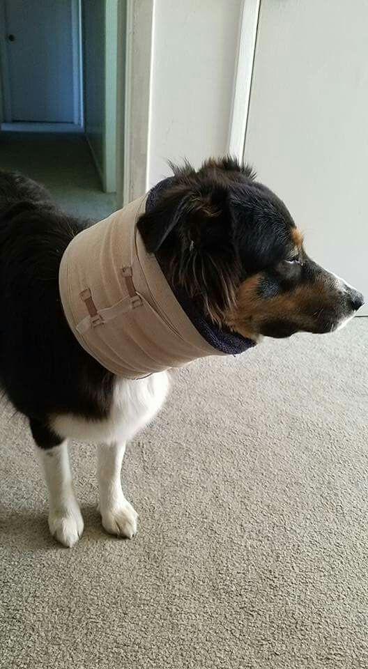 22 Of the Best Ideas for Dog Cone Alternative Diy Home, Family, Style
