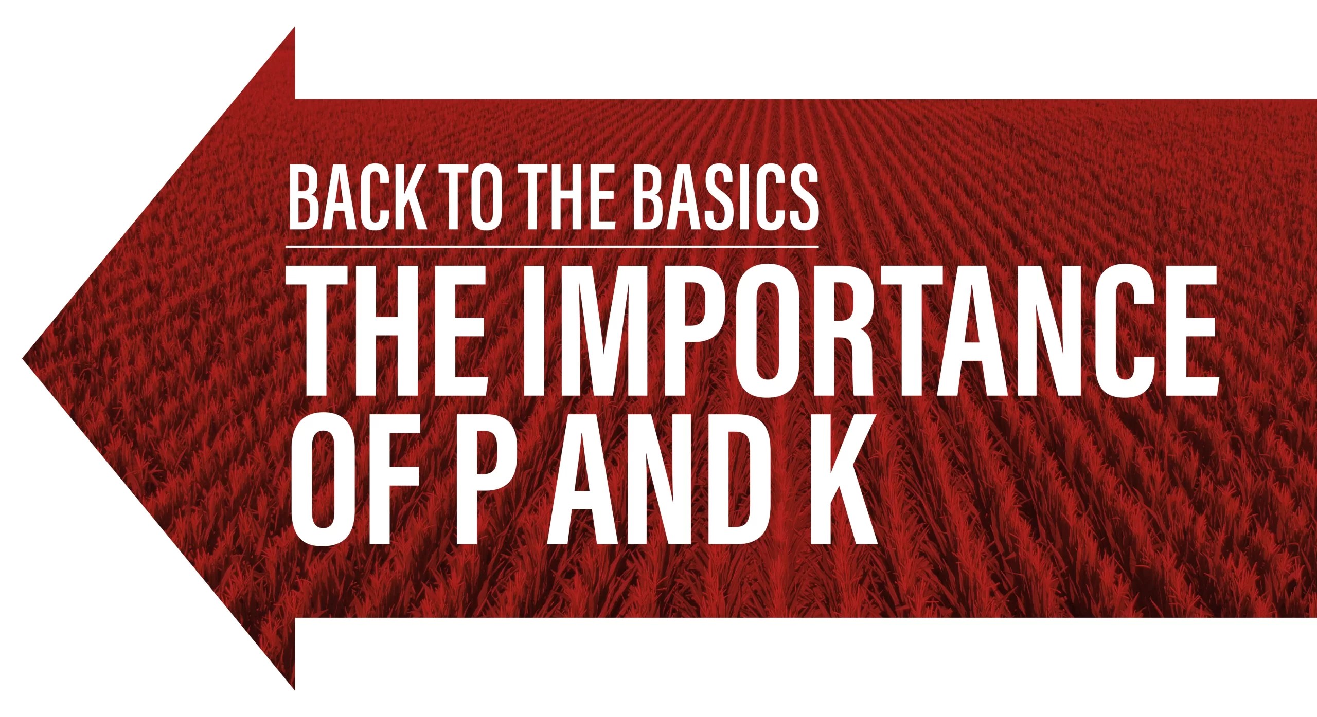 The Importance of P and K Back to the Basics Stutsmans