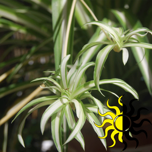 Airplane Plant Variegated What We Grow