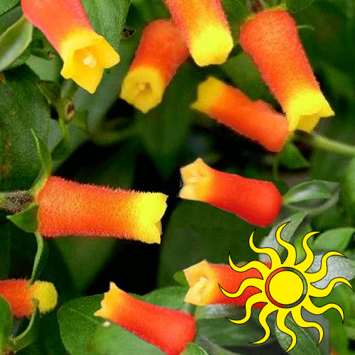 Candy Corn What We Grow