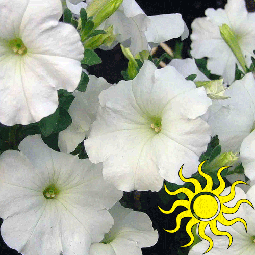 Dreams White What We Grow