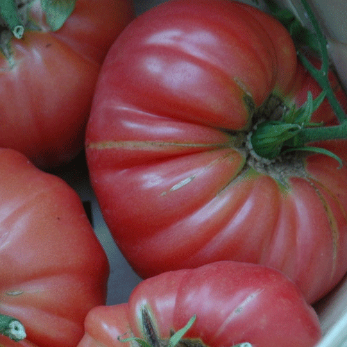 BRANDY BOY (I) Tomato What We Grow