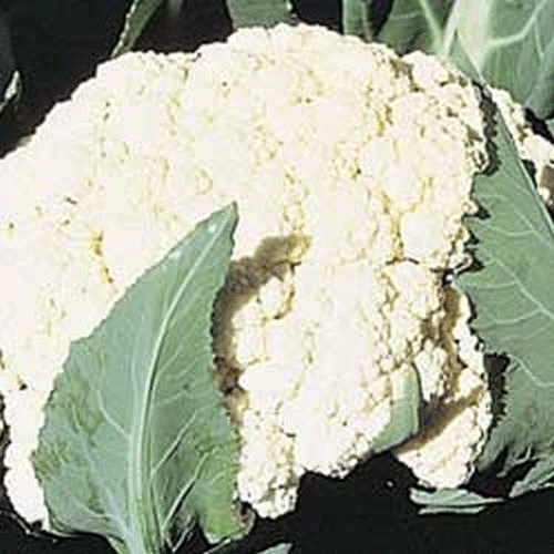 Self Blanche Cauliflower What We Grow