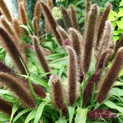 Ornamental Millet Jade Princess What We Grow