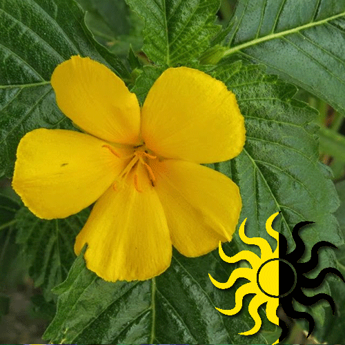 Sage Rose What We Grow