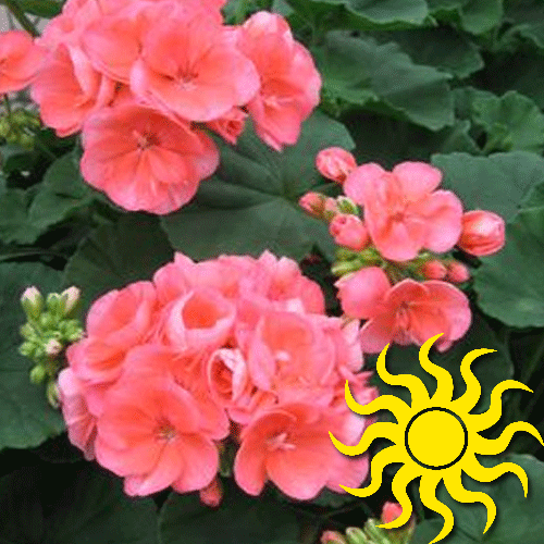 Brocade Salmon Night What We Grow