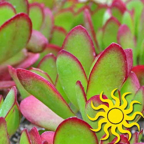 Crassula Red Carpet Sm Stonecrop What We Grow