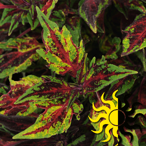 Special Effects What We Grow