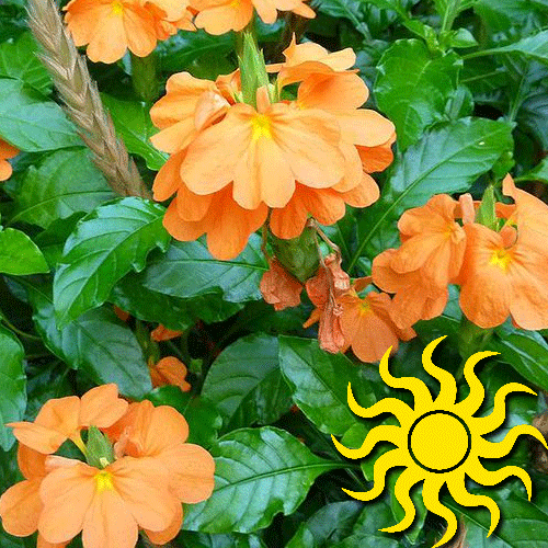 Watermelon What We Grow