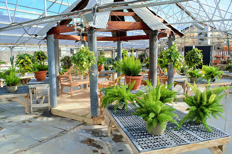 In Our Greenhouse Stutzmans Greenhouse & Garden Centers