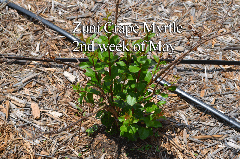Crepe Myrtle is a late sprouting plant and here's why