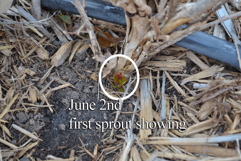 Crepe Myrtle is a late sprouting plant and here's why