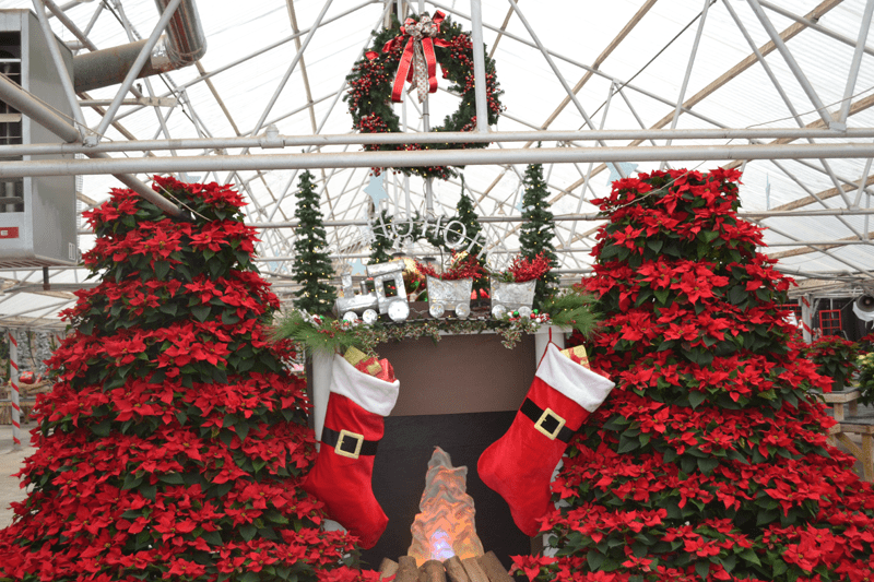 Our Greenhouse Stutzmans Greenhouse & Garden Centers