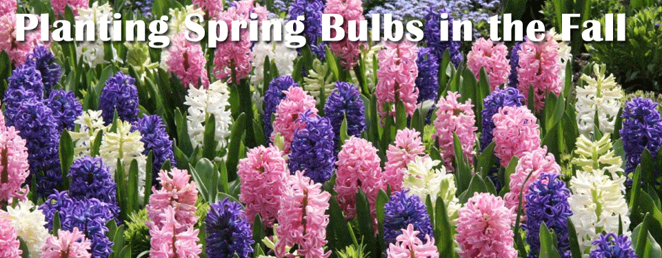 Planting Spring Bulbs In The Fall Stutzmans Greenhouse Garden Centers
