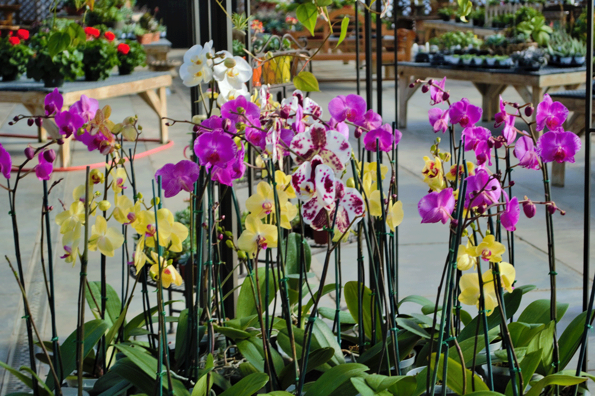 How to Grow Orchids Indoors Stutzmans Greenhouse & Garden Centers