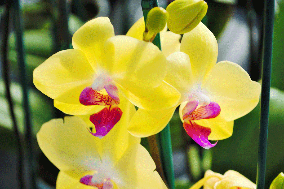 How to Grow Orchids Indoors Stutzmans Greenhouse & Garden Centers
