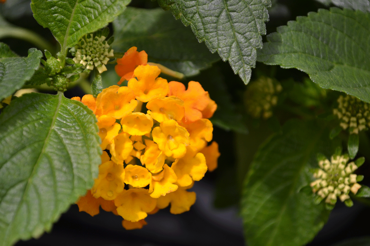 Lantana Stutzmans Greenhouse & Garden Centers